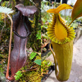 Nepenthes izumiae x edwardsiana