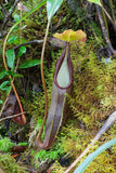 Nepenthes izumiae, BE-3925