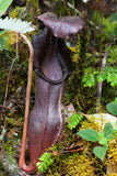 Nepenthes izumiae, BE-3925