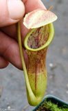 Nepenthes izumiae x (truncata x campanulata)