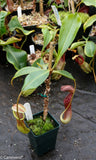 Nepenthes izumiae x (truncata x campanulata)