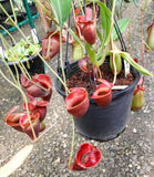 Nepenthes jacquelineae