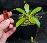 Nepenthes jacquelineae x lowii