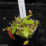 Nepenthes jacquelineae x lowii