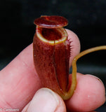 Nepenthes jacquelineae x lowii