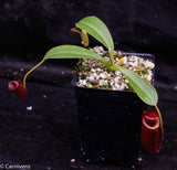 Nepenthes jacquelineae x lowii