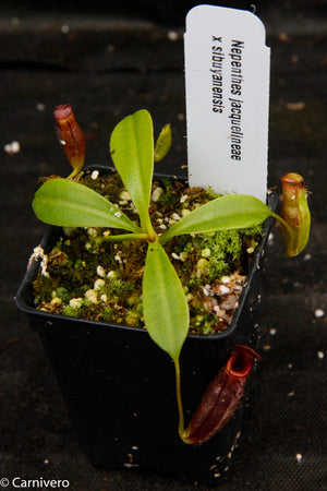 Nepenthes jacquelineae x sibuyanensis