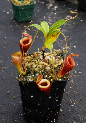 Nepenthes jamban, BE-3875