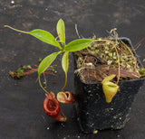 Nepenthes jamban, BE-3875