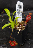 Nepenthes jamban, BE-3875