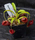 Nepenthes jamban, BE-3875