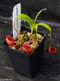 Nepenthes jamban, BE-3875