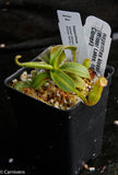 Nepenthes klossii, Wistuba