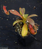 Nepenthes klossii, BE-3452