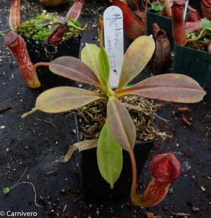 Nepenthes klossii, clone 227