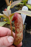 Nepenthes klossii, clone 230