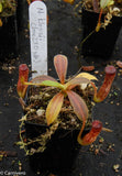 Nepenthes klossii, clone 230