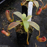 Nepenthes klossii, clone 230