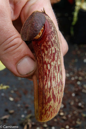 Nepenthes klossii, clone 235