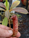 Nepenthes klossii, clone 235