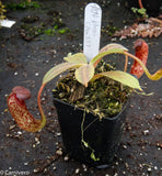 Nepenthes klossii, clone 237