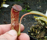 Nepenthes klossii, clone 237