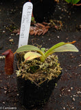 Nepenthes klossii, clone 237