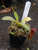 Nepenthes klossii, clone 237