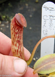 Nepenthes klossii, clone 254