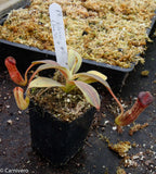 Nepenthes klossii, clone 257