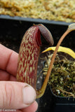 Nepenthes klossii, clone 257