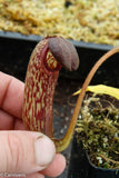 Nepenthes klossii, clone 257