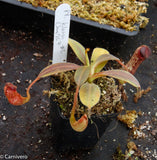 Nepenthes klossii, clone 257