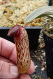 Nepenthes klossii, clone 268