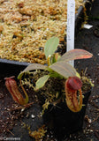 Nepenthes klossii, clone 268