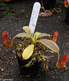 Nepenthes klossii, clone 268