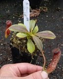 Nepenthes klossii, clone 268