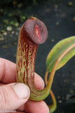 Nepenthes klossii, clone 271