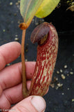 Nepenthes klossii, clone 271