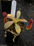 Nepenthes klossii, clone 271