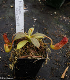 Nepenthes klossii, clone 271