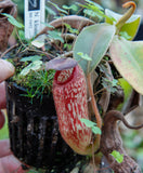 Nepenthes klossii, Wistuba