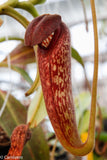 Nepenthes klossii, BE-4014