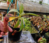 Nepenthes klossii, BE-3452