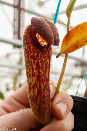 Nepenthes klossii, BE-3452