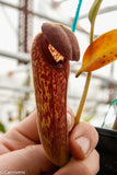 Nepenthes klossii, BE-4014