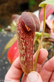 Nepenthes klossii, BE-3452