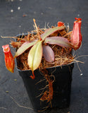 Nepenthes Lady Luck Wholesale