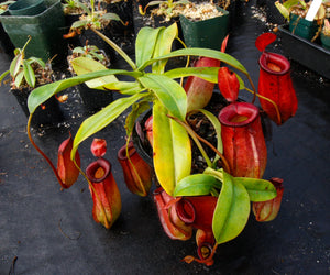 Nepenthes Lady Luck