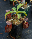 Nepenthes maxima x talangensis "Lady Pauline", BE-3679